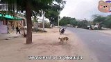 一个马面突然跑过来，流浪狗见了拔腿就跑，差点就当场去世