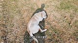 带拉布拉多去漫天野湖抓野兔，还真像那么回事，看看有啥收获