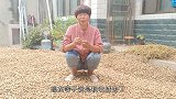 承包土地800一亩，比自己种挣得多，为啥农民却不愿意外包
