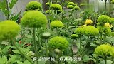 1位广东花友的花园 都是漂亮的花