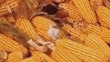 玉米地出现这个东西，还能帮着抓老鼠，这是粮仓的保护神吗