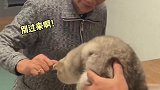 小猫咪如何融化外婆的心！蒜头：外婆做的衣服还是太小了一点！