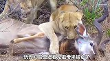 母狮与羚羊激烈厮杀，而同伴却全程摸鱼，最后直接坐收渔翁之利