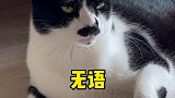 随风奔跑自由是方向 而我累的一样绿十字