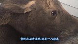 机智的驼鹿把野狼引入水中，野狼战斗力直线下降，镜头拍下全过程