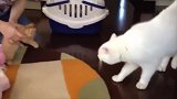 又敢从外面带小野猫回家 看大猫这满脸的不高兴