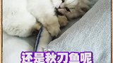 阿奇实测，没有猫咪能拒绝这个猫玩具！！