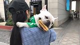 斗牛犬：快点带我回去，零食马上咬不住了