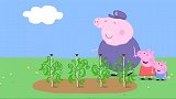 小猪佩奇：猪爷爷的菜园子，被小鸟入侵了，种子都被吃没了
