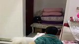 儿子一回来，就和小狗起了冲突，这一人一狗看完不要笑