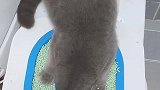 猫：铲屎的快来呀，这里面水挺好喝的！