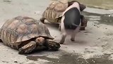 乌龟和小香猪势不两立，这打架方式真是萌翻了！
