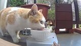 有陷阱还想要骗人家小野猫过来吃太坏了吧
