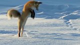 为了填饱肚子，北极狐以头撞地，一招“倒插葱”钻入雪地，太拼了