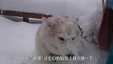 哈士奇犯错,主人把它堆成雪人,没想到激发了二哈的隐藏属性