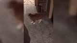 这是我见过最凶的橘猫，死活不让看房的妹子通过自己守卫的过道