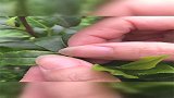 金骏眉，正山小种，傻傻分不清一招教你辨别