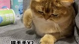 你能不能开心点吗？你每天拉拉个脸干啥！长的像个陈八方似的！2021新春日记 爱宠治愈季