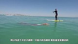 冲浪偶遇巨型生物，同伴联手将其拖上岸，镜头拍下全过程
