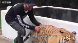 小老虎在沙发上睡觉，主人悄无声息的靠近，下一幕憋住别笑