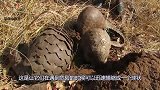 穿山甲是如何带宝宝的场面难得一见，镜头记录全过程！