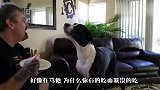 铲屎官要盖被子，被金毛一把抢了过去，看完千万别笑