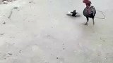 鸡：就你这个小不点还想挑战我么！