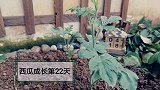 西瓜成长第22天：种了一颗西瓜树