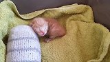 刚出生的小猫咪，眼睛都还没睁开