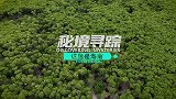 神奇的“蟹兵军团”来了！《秘境寻踪》带你领略奇妙的海南岛