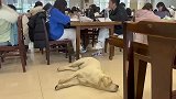 好学如狗！狗狗在图书馆和保安叔叔僵持半小时不肯离开