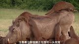 疣猪被猫鼬围攻，非但没有反抗，反而任由猫鼬摆布