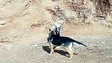 牧羊犬也不好混呀，想要统领羊群，必须得先打败头羊！