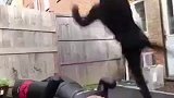 一顿操作猛如虎！网友神恶搞：这不就是今天的佩雷拉吗？