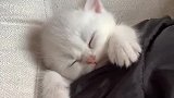 猫：困的很，别烦我，我先睡会儿！