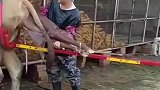 母牛生产困难时，要适当用助产器助产，网友：这不是扯犊子吗