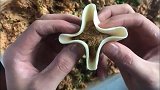 第一次见有人这么包饺子的，这么包能更好吃吗咱也不敢问