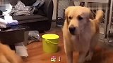 金毛饿了让主人做饭，见主人迟迟不来，金毛进厨房一看，撒腿就跑