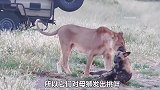 野狗不幸被母狮抓住，为了活命被迫使出绝招，把母狮给骗的团团转