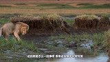 第一次看到野牛杀死雄狮，狮子身受重伤仍要战斗！镜头记录全过程