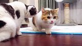 女主人给12只猫咪买了新款猫砂盆，开箱现场秒变大型躲猫猫游戏