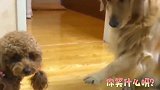 比赛抢肉条，金毛刚要抢泰迪却一动不动！