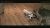 美国家庭滑稽录像：宠物篇