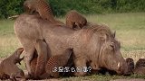 猫鼬全体出动围攻疣猪，疣猪看到后却直接躺地上，任由猫鼬作践？