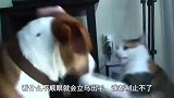 狗狗抢了猫咪的床，猫咪在一旁静静的看着，快要哭了