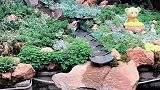 慢生活的丽江，处处都是美景。