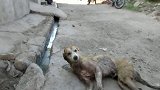 伤心的流浪狗躺在路边，垂死挣扎尖锐的呼救声透露着绝望