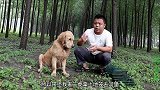 小虎下地笼忘了带诱饵，金毛趁机提要求勒索小虎，这傻狗可真坏