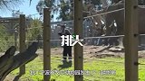 带着孩子作死？美国男子翻越动物园层层阻隔，险被暴怒大象踩死