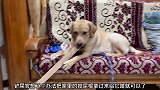 狗狗家里没有骨头给它啃，就拿出来一根木头让它啃